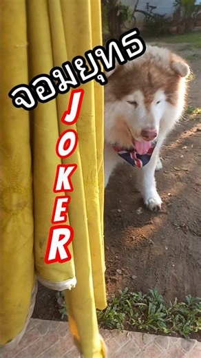 กระบี่ไร้ยางอาย! ภาค2.จอมยุทธโจ๊ก!