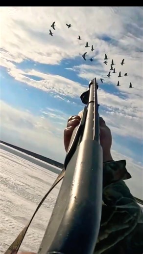 snow goose hunting #bird #hunting #foryou #wildlife #goosehunting