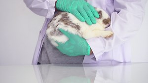 Download The veterinarian is using his hand to gently massage the rabbit. To relax the rabbit before checking for mold and fleas and cleaning the rabbit's ears. Ideas for keeping and keeping clean in pets for free