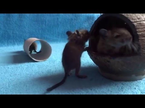 Degu babies
