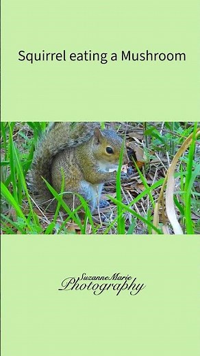 Squirrel eating a Mushroom #squirrel #squirrels #florida #wildlife #circlebbarreserve #nature