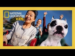 Howie Mandel's Animals Doing Things Full Episode | Stunt Puppies 🐶 | ‪@natgeokids‬