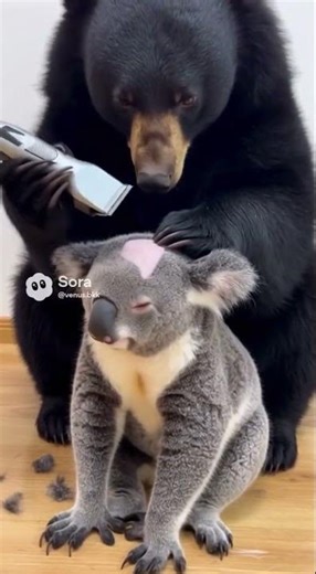 Black Bear gives baby Koala a Haircut Funny moments with the wildest barber #funny #animals #cute