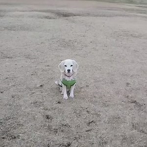 This goalkeeping dog has made my day 😂🙌 | UNILAD