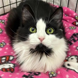 Come meet Sara and the other kitties at the adoption event on Saturday between 10:00 am to 1:00 pm at The Constance McCullough House!! Sara is 1 1/2 years old, spayed, UTD on vaccinations, microchipped and tested negative for FeLV & FIV. She is INDOOR ONLY for her safety!! No declawing. Please fill out our online adoption application for pre-approval. https://www.ontarioferalcats.org/adopt #OFCP #adoptlove #rescuecats #ontarioferalcatproject #adoptdontshop #rescue #nonprofit #adoptionsaveslives 