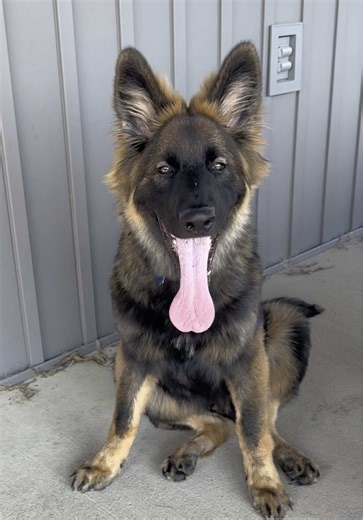 74 panels of fencing, zeke 🙈🤦🏼‍♀️ #fyp #fypシ #fy #dogsoftiktok #germanshepherd #fence #dogs #expensive