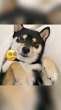 **This guy installed the cutest security system ever!** 🐶