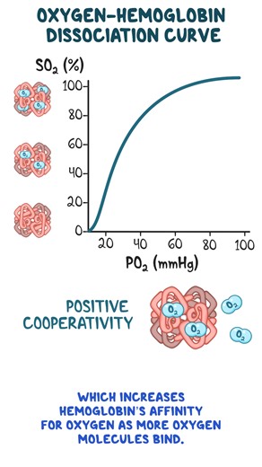 The oxygen-hemoglobin dissociation curve shows how the hemoglobin saturation with oxygen (SO2,) is related to the partial pressure of oxygen in the blood (PO2). It's critical for understanding how the blood transports and releases oxygen, so watch this Reel to learn more! Find the full video on Osmosis from Elsevier: http://spkl.io/6187AzkFc | Osmosis from Elsevier