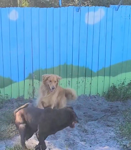 Noahs Ark Boarding Kennel on Reels