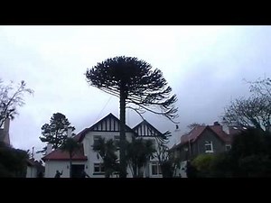 Dead Monkey Puzzle Tree Removal