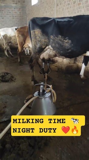 ✅ MILKING TIME 🐄 #youtubeshorts #dairyfarm #machine #milking #milk #dudh #cow #automatic #minivlog