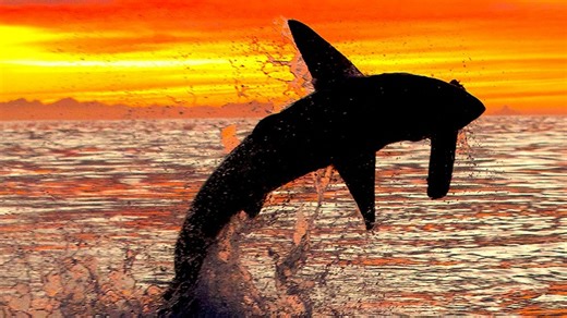 How to watch Shark Week 2025? Release schedule, platforms, and more