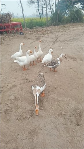 Duck Voice Sound 🦆 | Real Duck Quacking Sound | Animal Sounds