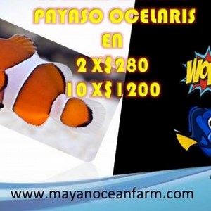 Mayan Ocean Farm on Reels