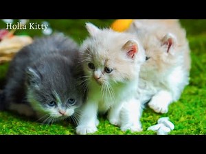 Funny Cats Chasing Each Other – Endless Laughter & Joy 😹