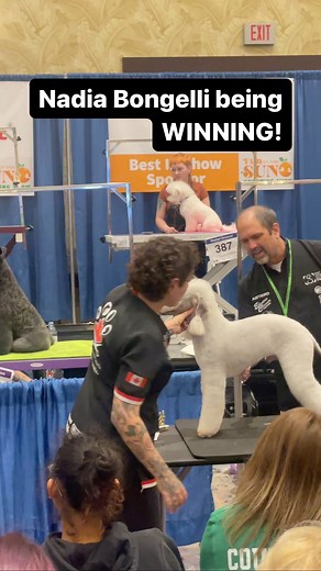 When perfection is the only option. Look to award winning grooomer @nadia.the.toronto.petstylist - Chris Christensen sponsored grooming. Winning for the third time this weekend at FUN IN THE SUN! | Chris Christensen Systems