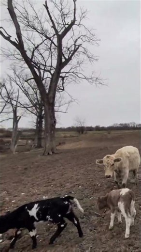 cattle farmer vibe in da cold #cow