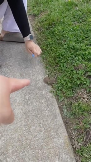 The Fox family finds fire ant hills!