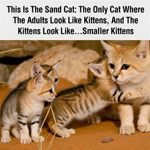 Sand cats are tiny desert survivors with oversized ears and fearless hearts. 🐾🏜️ Living in some of the harshest deserts on Earth, they hunt at night, survive extreme temperatures, and leave barely a trace behind. Small in size, but built for resilience — true wild warriors of the sand. #SandCat #DesertSurvivor #WildAndFree | The Best Cat Page