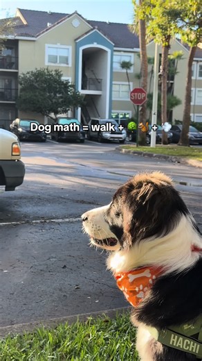 Calculating Squirrel Populations in a Forest