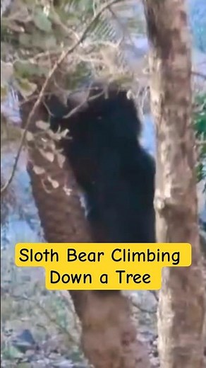 Sloth Bear Climbing Down a Tree in Ranthambore 🐻🌿 | Rare Wildlife Moment #shorts #shortsvideo