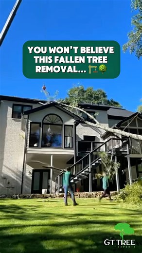 🚨 Emergency Tree Removal: Fallen Tree on Roof 🚨 #treeremoval