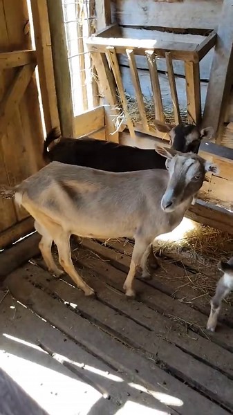 Vinfarm Solutions (@vinfarmkenya)’s videos with original sound - Advent psalmist