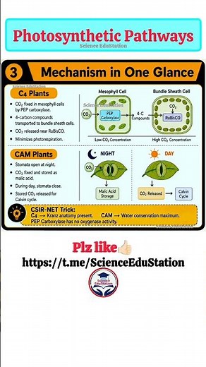 Photosynthesis in higher plants | c3 c4 plants | cam pathway #shorts #csirnet #revision #lifescience