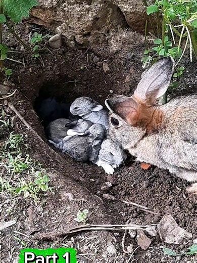 Mother Rabbits' Secret Underground Nests Revealed