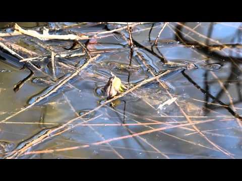 Western Chorus Frog calling