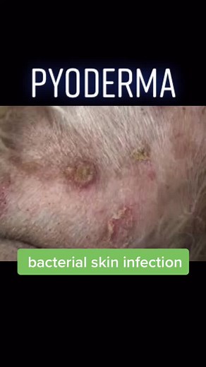 Bacterial Skin Infection in Dogs: Symptoms, Treatment, and Prevention