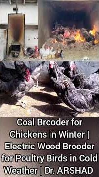 Coal Brooder for Chickens in Winter | Electric Wood Brooder for Poultry Birds | Dr. ARSHAD | Part 2