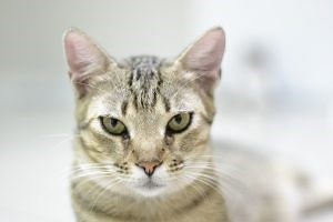 Pyrethrin and Pyrethroid Toxicity in Cats: What Pet Owners and Veterinary Teams Need to Know