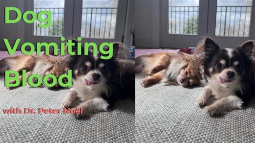 Emergency Chihuahua Vomiting Blood — What X-Rays Really Show | Peter Noël