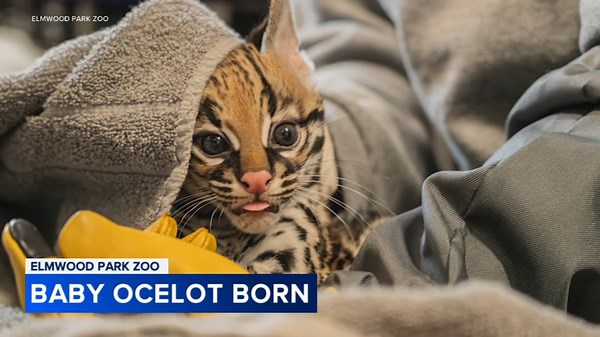Adorable baby ocelot born at Elmwood Park Zoo in Norristown, Pennsylvania