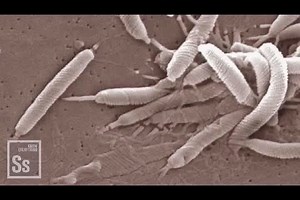 The hygiene hypothesis and its benefits to a child's immune system | Britannica