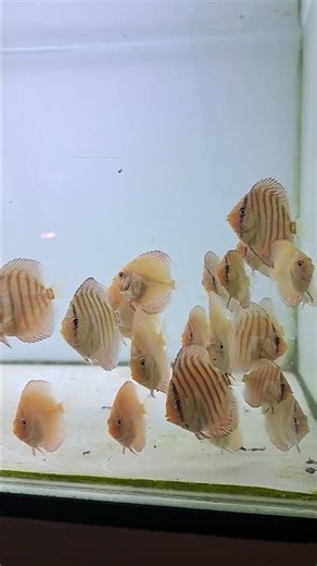 burayak white tiger #discus #discusbintaro #ikandiscus #discusfish #discusfarm #discuslovers #shorts