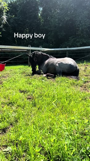 Blue Roan Diaries on TikTok