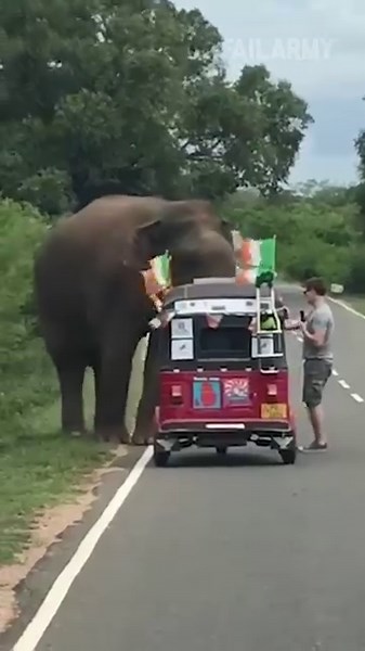 I'm hungry! #elephant #fail | FailArmy