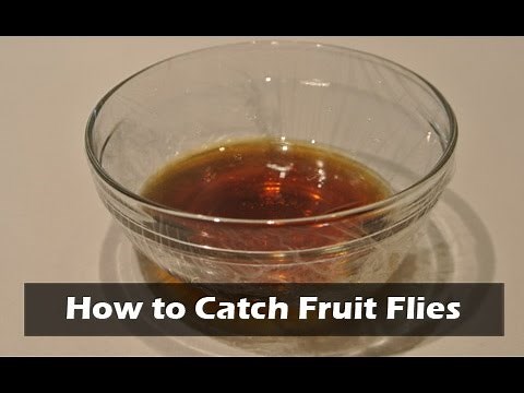 How to Catch Fruit Flies