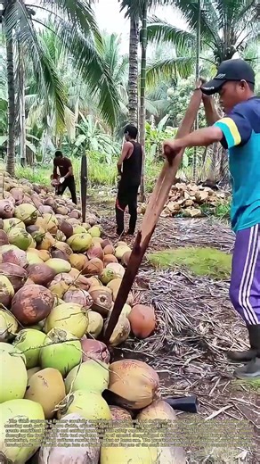 Assembling a Husking Tool: How Simple Setup Streamlines Coconut Shell Removal
