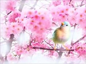 37K views · 850 reactions |  ♫ ♫ SPRING BLOSSOM + SINGING BIRDS ♫ ♫ ⊰ ⊰ ♫ ♫ ♫ ^_^ RELAX AND ENJOY ^_^ ♫ ♫ ♫ ⊰ ☺ THANK YOU FOR SHARING AND COMMENTS ☺ | ღƹ̵̡ӝ̵̨̄ʒღ Video for my friendsღƸ̵̡Ӝ̵̨̄Ʒღ. | Facebook
