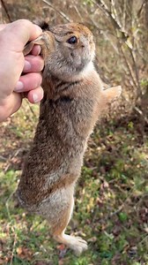 First rabbit going in my running pen today, I already have several in the enclosure, but the more the merrier. | Lake City Beagle Club