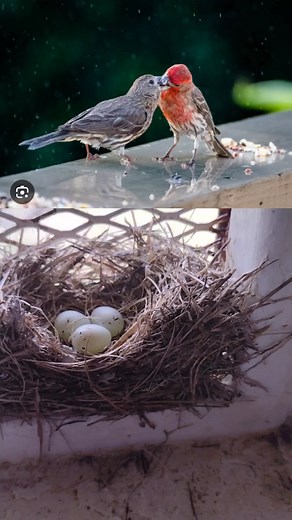 así van los pajaritos y esto es lo que tengo, pinzón mexicano o house finch #parati #novenganpacá #humor #pajaritos