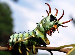 Meet the Hickory Horned Devil Caterpillar, Fierce in Appearance but Harmless