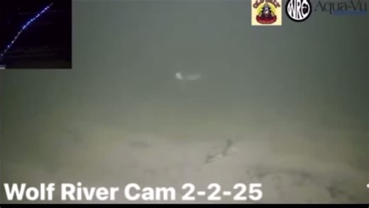 Walleye attack! #wolfrivercam #fishing #icefishing #livefishing #fishtok