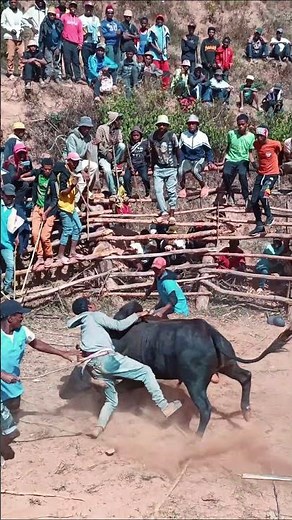 He Almost Didn't Survive This Bull 😳 #savika
