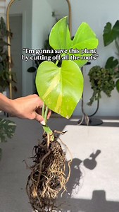 45K views · 2.4K reactions | Check out the new roots! 來來來 now should...