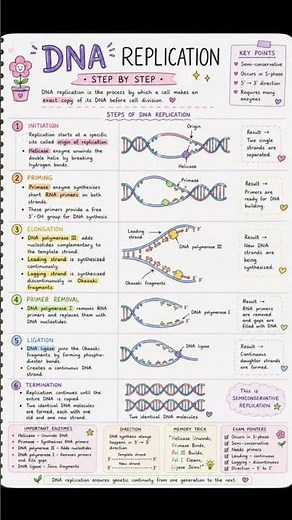 🧬 DNA Replication Explained! 🔬✨📚⚡