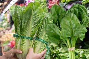 Spinach vs Romaine: Which is Better? An Ultimate Comparison